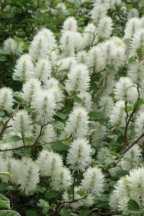 Dwarf Fothergilla - 1 Gallon Pot 1 Dwarf Fothergilla - 1 Gallon Pot