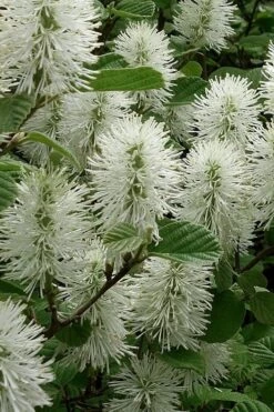 Dwarf Fothergilla - 1 Gallon Pot 14 Dwarf Fothergilla - 1 Gallon Pot -Garden Plant Shop fothergilla gardenii dwarf witch alder 3