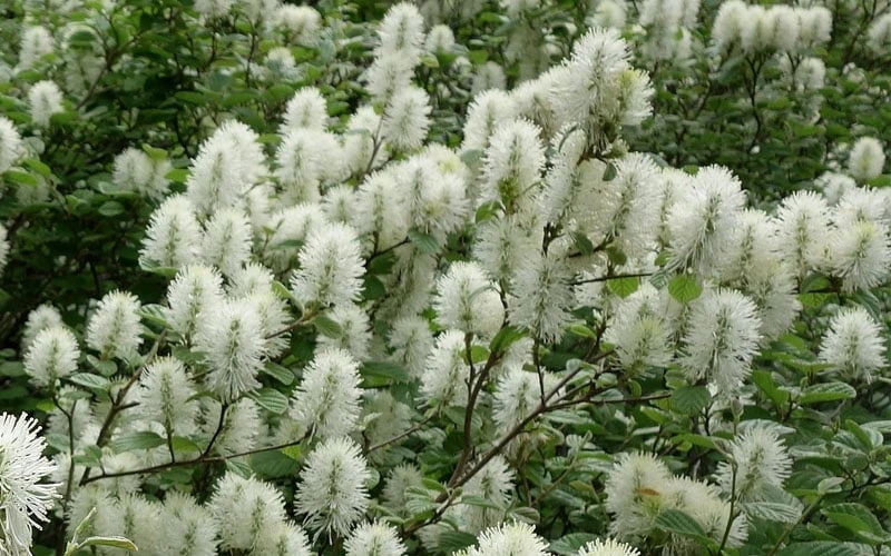 Dwarf Fothergilla - 1 Gallon Pot 9 Dwarf Fothergilla - 1 Gallon Pot - Image 9