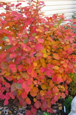 Dwarf Fothergilla - 1 Gallon Pot 16 Dwarf Fothergilla - 1 Gallon Pot -Garden Plant Shop fothergilla gardenii dwarf witch alder 5