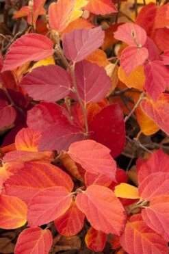 Dwarf Fothergilla - 1 Gallon Pot 13 Dwarf Fothergilla - 1 Gallon Pot -Garden Plant Shop fothergilla gardenii dwarf witch alder 6