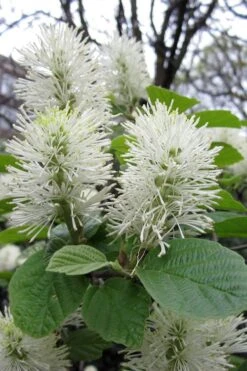 Dwarf Fothergilla - 1 Gallon Pot 15 Dwarf Fothergilla - 1 Gallon Pot -Garden Plant Shop fothergilla gardenii dwarf witch alder 7