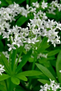 Sweet Woodruff (Galium Odoratum) - 6 Pack Of Pint Pots -Garden Plant Shop galium odoratum sweet woodruff 3 1