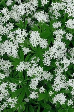 Sweet Woodruff (Galium Odoratum) - 6 Pack Of Pint Pots -Garden Plant Shop galium odoratum sweet woodruff 5 1
