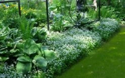 Sweet Woodruff (Galium Odoratum) - 6 Pack Of Pint Pots -Garden Plant Shop galium odoratum sweet woodruff 6 1