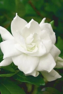 August Beauty Gardenia (Single Trunk Topiary Tree) - 5 Gallon Pot -Garden Plant Shop gardenia august beauty 5 500x750 2