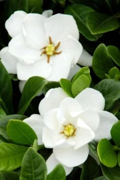 Buttons Gardenia - 6 Pack Of 1 Gallon Pots -Garden Plant Shop gardenia buttons 1 1