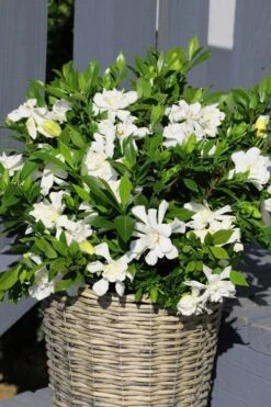 Celestial Star Gardenia - 1 Gallon Pot 8 Celestial Star Gardenia - 1 Gallon Pot -Garden Plant Shop gardenia celestial star 3