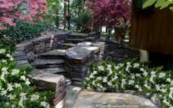 Celestial Star Gardenia - 1 Gallon Pot 9 Celestial Star Gardenia - 1 Gallon Pot -Garden Plant Shop gardenia celestial star 5