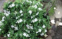 Frost Proof Gardenia - 1 Gallon Pot -Garden Plant Shop gardenia frost proof 50 2