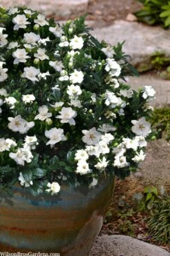 Buttons Gardenia - 3 Gallon Pot -Garden Plant Shop gardenia jasminoides buttons 10