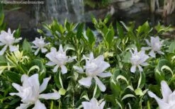 Crescent Moon Dwarf Gardenia - 1 Gallon Pot 9 Crescent Moon Dwarf Gardenia - 1 Gallon Pot -Garden Plant Shop gardenia jasminoides crescent moon dwarf creeping 2