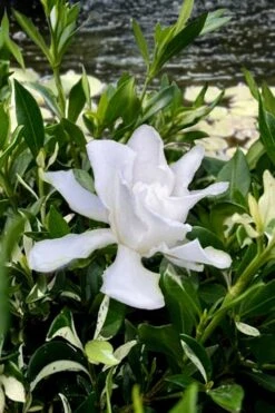Crescent Moon Dwarf Gardenia - 6 Pack Of 1 Gallon Pots -Garden Plant Shop gardenia jasminoides crescent moon dwarf creeping 6 1