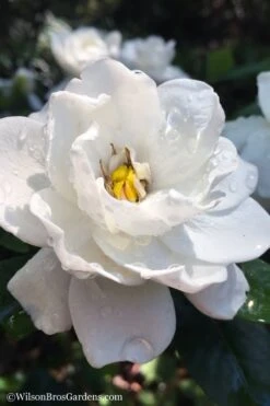 Crown Jewel Gardenia - 6-Pack Of 1 Gallon Pots -Garden Plant Shop gardenia jasminoides crown jewel 11 1