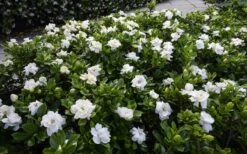 Crown Jewel Gardenia - 1 Gallon Pot -Garden Plant Shop gardenia jasminoides crown jewel 12