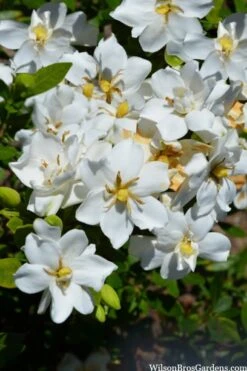 Snow Flurry Hardy Gardenia - 1 Gallon Pot -Garden Plant Shop gardenia jasminoides snow flurry 2
