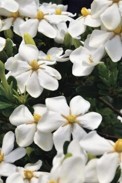 Snow Girl Hardy Dwarf Gardenia - 3 Gallon Pot -Garden Plant Shop gardenia jasminoides snow girl 1