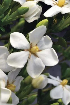 Snow Girl Hardy Dwarf Gardenia - 3 Gallon Pot -Garden Plant Shop gardenia jasminoides snow girl 2
