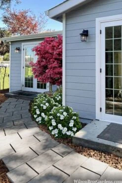 Snow Globe Gardenia - 3 Gallon Pot -Garden Plant Shop gardenia jasminoides snow globe 3