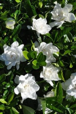 Snow Puff Hardy Gardenia - 1 Gallon Pot -Garden Plant Shop gardenia jasminoides snow puff 2 2