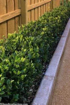 Summer Snow Gardenia - 3 Gallon Pot -Garden Plant Shop gardenia jasminoides summer snow 11