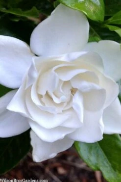 Summer Snow Gardenia - 3 Gallon Pot -Garden Plant Shop gardenia jasminoides summer snow 3