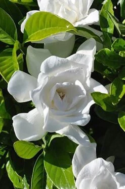 Summer Snow Gardenia - 3 Gallon Pot -Garden Plant Shop gardenia jasminoides summer snow 4