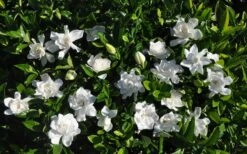 Summer Snow Gardenia - 3 Gallon Pot -Garden Plant Shop gardenia jasminoides summer snow 9