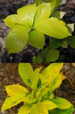 Gold Doubloon Gardenia - 3 Gallon Pot -Garden Plant Shop gardenia ogon no hana gold doubloon 4 1