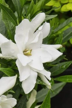 Radicans Creeping Dwarf Gardenia - 3 Gallon Pot 13 Radicans Creeping Dwarf Gardenia - 3 Gallon Pot -Garden Plant Shop gardenia radicans 22