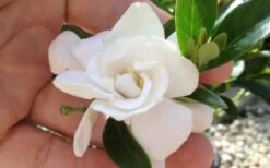 Jubilation Gardenia - 6 Pack Of 1 Gallon Pots 8 Jubilation Gardenia - 6 Pack Of 1 Gallon Pots -Garden Plant Shop gardeniajubilation