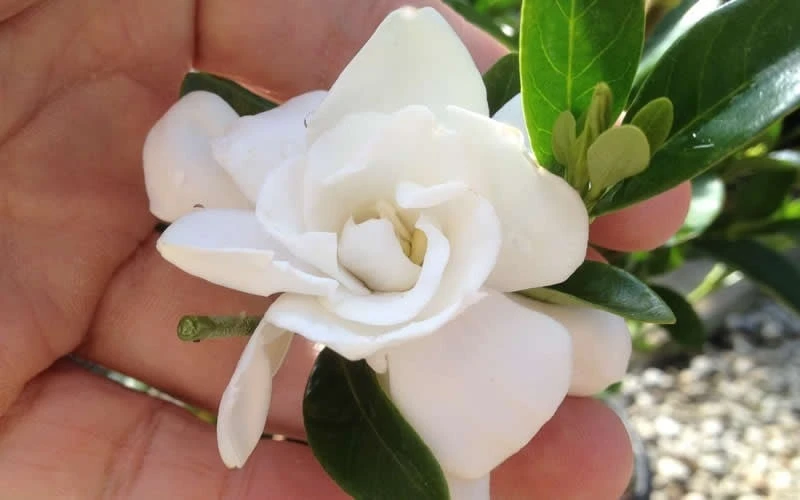 Jubilation Gardenia - 3 Gallon Pot 4 Jubilation Gardenia - 3 Gallon Pot - Image 4