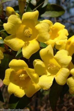 Margarita Cold Hardy Carolina Jasmine Vine (Gelsemium) - 1 Gallon Pot