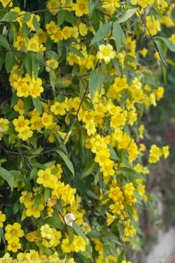 Margarita Cold Hardy Carolina Jasmine Vine (Gelsemium) - 1 Gallon Pot 14 Margarita Cold Hardy Carolina Jasmine Vine (Gelsemium) - 1 Gallon Pot -Garden Plant Shop gelsemium sempervirens margarita cold hardy carolina jasmine vine 103