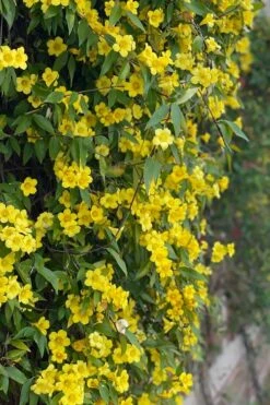 Margarita Cold Hardy Carolina Jasmine Vine (Gelsemium) - 1 Gallon Pot 16 Margarita Cold Hardy Carolina Jasmine Vine (Gelsemium) - 1 Gallon Pot -Garden Plant Shop gelsemium sempervirens margarita cold hardy carolina jasmine vine 104