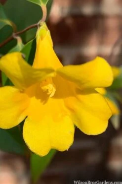 Margarita Cold Hardy Carolina Jasmine Vine (Gelsemium) - 1 Gallon Pot 17 Margarita Cold Hardy Carolina Jasmine Vine (Gelsemium) - 1 Gallon Pot -Garden Plant Shop gelsemium sempervirens margarita cold hardy carolina jasmine vine 106