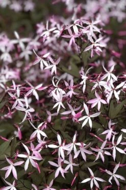 Pink Profusion Indian Physic (Gillenia Trifoliata) - 1 Gallon Pot -Garden Plant Shop gillenia trifoliata pink profusion indian physic 10