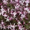 Pink Profusion Indian Physic (Gillenia Trifoliata) - 1 Gallon Pot