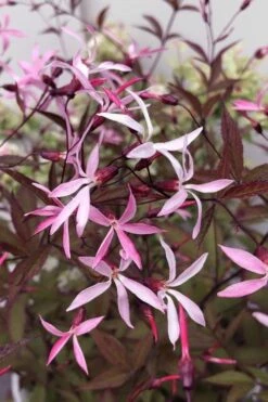 Pink Profusion Indian Physic (Gillenia Trifoliata) - 1 Gallon Pot -Garden Plant Shop gillenia trifoliata pink profusion indian physic 12
