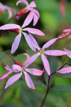 Pink Profusion Indian Physic (Gillenia Trifoliata) - 1 Gallon Pot -Garden Plant Shop gillenia trifoliata pink profusion indian physic 13