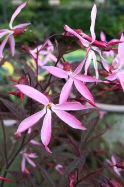 Pink Profusion Indian Physic (Gillenia Trifoliata) - 1 Gallon Pot -Garden Plant Shop gillenia trifoliata pink profusion indian physic 3