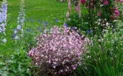 Pink Profusion Indian Physic (Gillenia Trifoliata) - 1 Gallon Pot -Garden Plant Shop gillenia trifoliata pink profusion indian physic 4