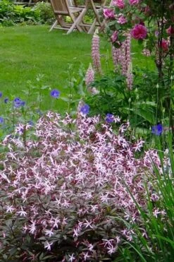 Pink Profusion Indian Physic (Gillenia Trifoliata) - 1 Gallon Pot -Garden Plant Shop gillenia trifoliata pink profusion indian physic 6