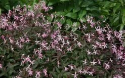 Pink Profusion Indian Physic (Gillenia Trifoliata) - 1 Gallon Pot -Garden Plant Shop gillenia trifoliata pink profusion indian physic 8