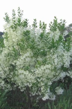 Grancy Graybeard - White Fringe Tree - 3 Gallon Pot -Garden Plant Shop grancy graybeard tree 33 1