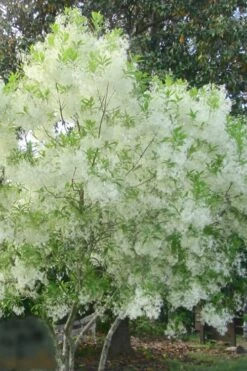 Grancy Graybeard - White Fringe Tree - 3 Gallon Pot -Garden Plant Shop grancy graybeard tree flowers 22 500x750 2