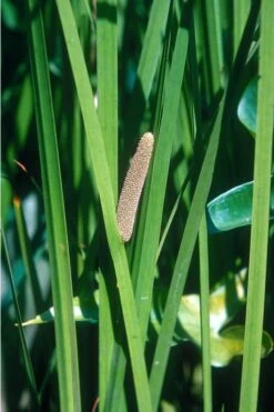 American Sweet Flag (Acorus Americanus) - 1 Gallon Pot 11 American Sweet Flag (Acorus Americanus) - 1 Gallon Pot -Garden Plant Shop grass american sedge 500x750 1