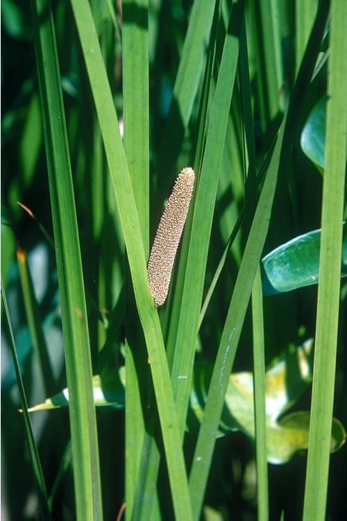 American Sweet Flag (Acorus Americanus) - 1 Gallon Pot 6 American Sweet Flag (Acorus Americanus) - 1 Gallon Pot - Image 6