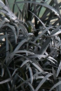 Black Beard Black Mondo Grass - Ophiopogon Planiscapus - 1 Gallon Pot -Garden Plant Shop grass black beard mondo 500x750 1