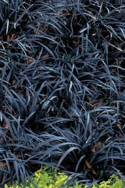 Dwarf Black Mondo Grass - 5 Pack Of Quart Pots 7 Dwarf Black Mondo Grass - 5 Pack Of Quart Pots -Garden Plant Shop grass dwarf black mondo 3 500x750 1